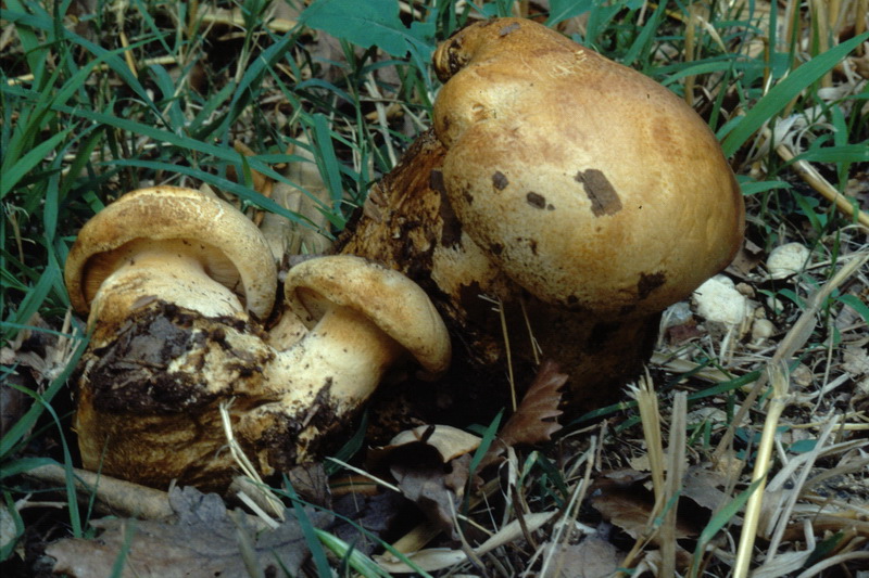 Ritrovamento del12.11.2010